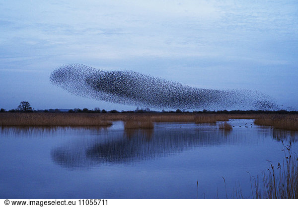 A murmuration of starlings  a spectacular aerobatic display of a large number of birds in flight at dusk over the countryside.