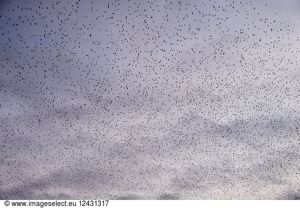A murmuration of starlings  a spectacular aerobatic display of a large number of birds in flight at dusk over the countryside.