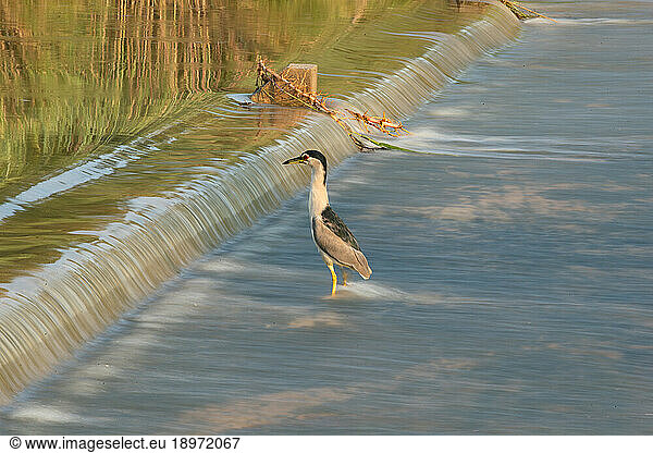 A night heron  Nycticorax nycticorax  standing in water.