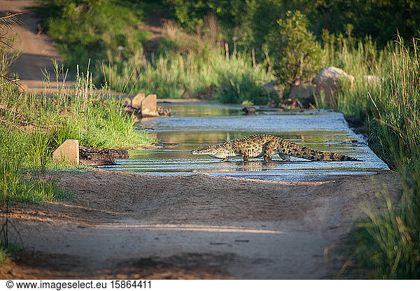 A nile crocodile  Crocodylus niloticus  as it walks across a river on a causeway