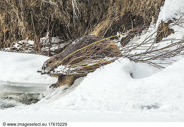 A North American beaver (Castor canadensis) carrying willow branch (Salix) through the snow in his mouth to build a dam in the Lamar Valley; Yellowstone National Park  United States of America
