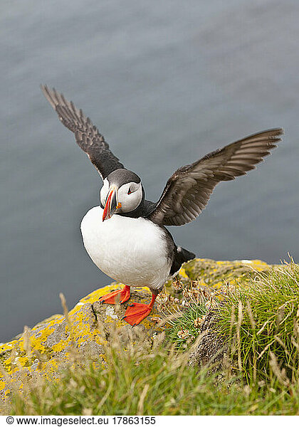 a north Atlantic puffin in Iceland