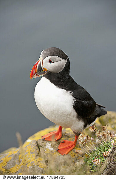 a north Atlantic puffin in Iceland