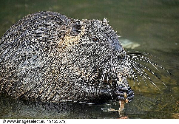 A nutria (Myocastor coypus) eats a freshwater mussel in a public park in Buenos Aires  Argentina  South America