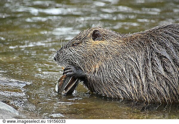 A nutria (Myocastor coypus) opens and eats a freshwater mussel in a public park in Buenos Aires  Argentina  South America