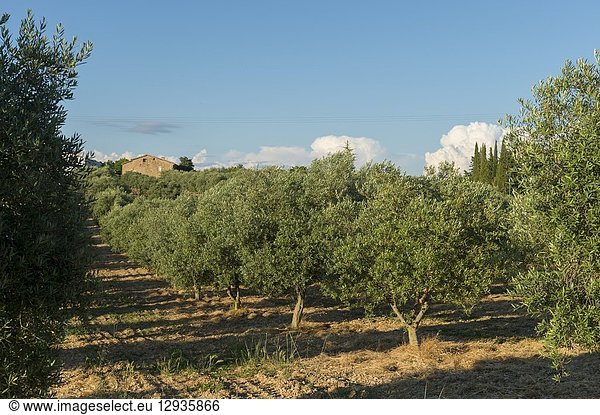 A olive tree plantation on the Valensole plateau near Digne-les-Bains and the Verdon gorges in the Alpes-de-Haute-Provence region in southern France.