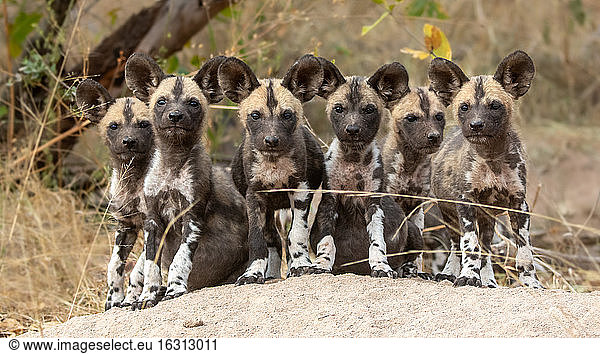 A pack of wild dog puppies  Lycaon pictus  sit together on a termite mound  direct gaze