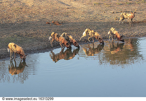 A pack of wild dogs  Lycaon?pictus  covered in blood  drinking at water hole