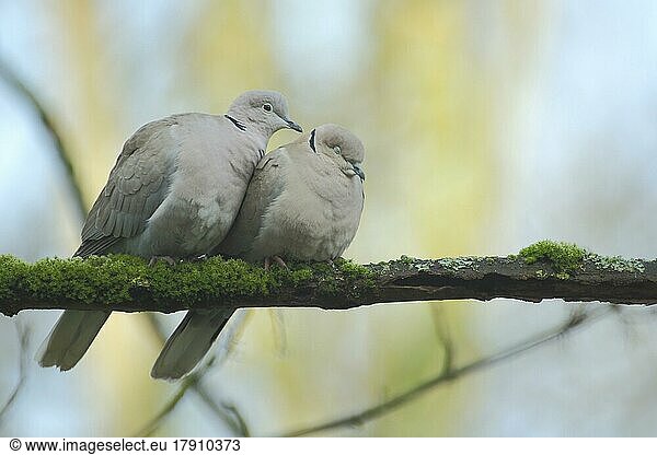A pair of eurasian collared dove (Streptopelia decaocto) during courtship display  emotion  cuddling  cuddling  affection  closeness  relationship  female  male  sleeping  protecting  Bad Schönborn  Baden-Württemberg  Germany  Europe