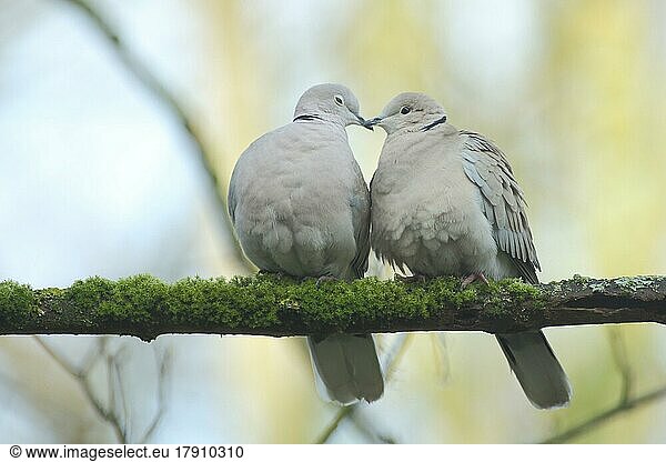 A pair of eurasian collared dove (Streptopelia decaocto) during courtship in love play  emotion  cuddling  cuddling  affection  closeness  relationship  female  male  kissing  Bad Schönborn  Baden-Württemberg  Germany  Europe