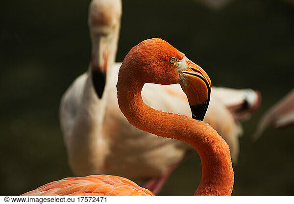 A pair of flamingos standing in a zoo