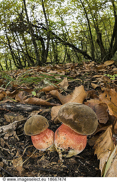 A pair of Scarletine bolete (Boletus luridiformis) growing in in the autumn forest  Liguria  Italy