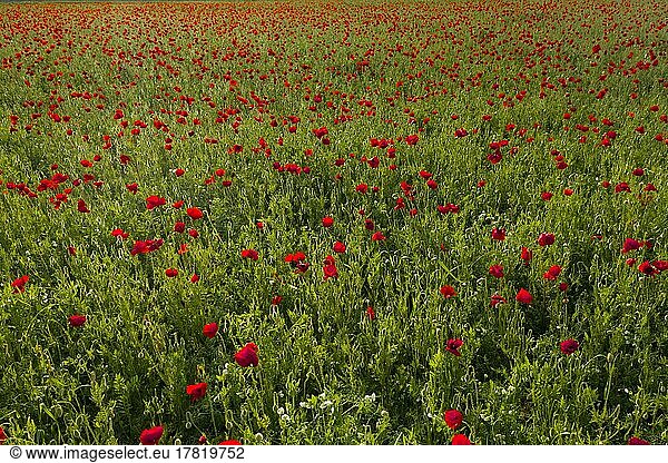A panoramic view of field with flowering poppies