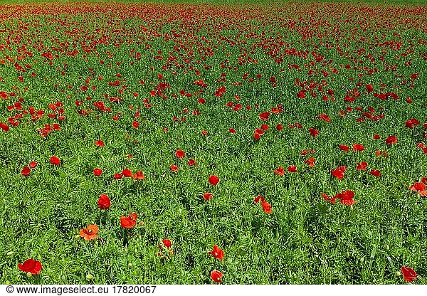 A panoramic view of field with flowering poppies