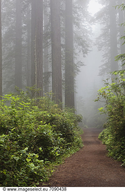 A path through Ladybird Johnson Grove  with tall trees in the woodland  redwoods with straight trunks. Mist. Lush foliage.