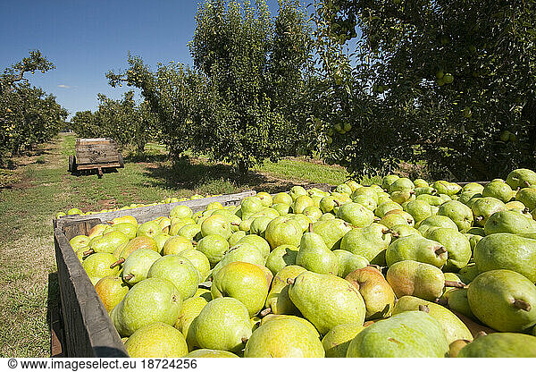 A pear orchard near Shepperton  Victoria  Australia. This area of Victoria is renowned for its fruit crops  but like many areas of Victoria and New South Wales has been impacted by