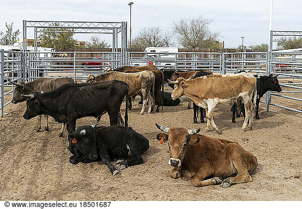 A pen holds bulls and cattle for Arizona black rodeo events