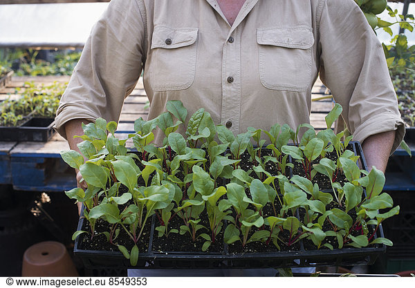 A person holding a tray of young plants  at an organic farm.