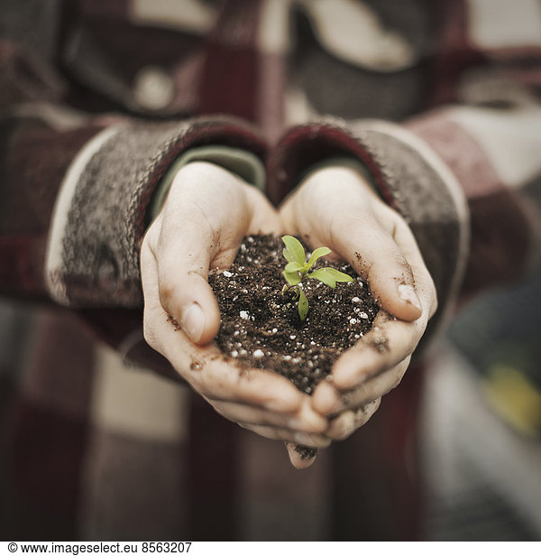 A person in a commercial glasshouse  holding a small plant seedling in soil in her cupped hands.