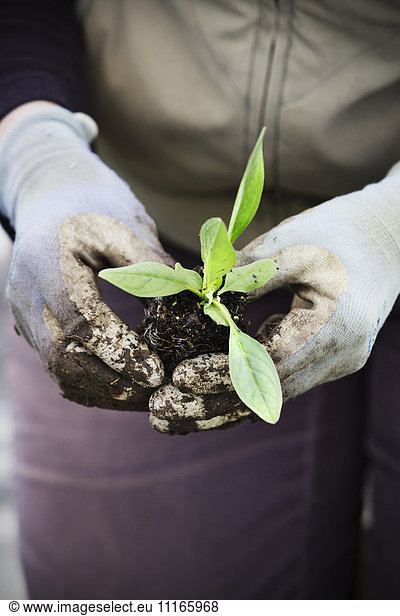 A person kneeling and holding small plug plants for planting.