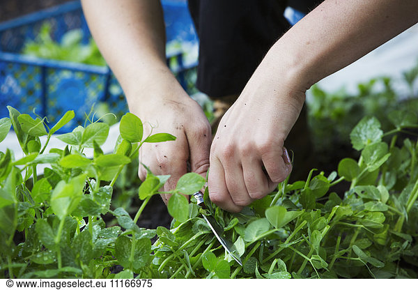 A person picking fresh green salad leaves from a growing crop.