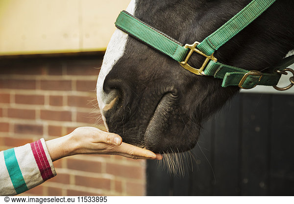 A person with her hand flat feeding a treat to a horse.