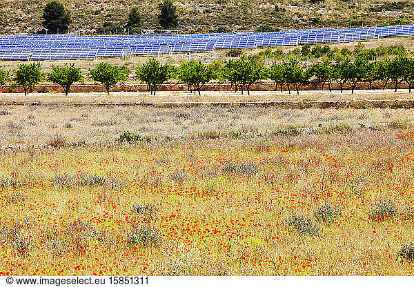 A photo voltaic solar power station inear Jumilla  Mercia  Spain.