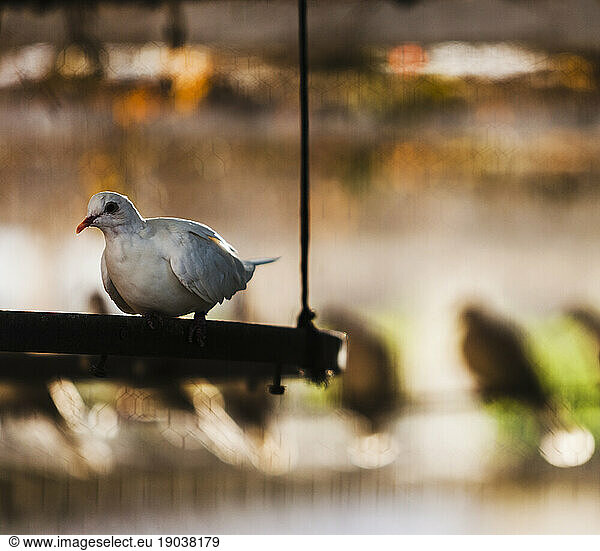 A pigeon in a cage.