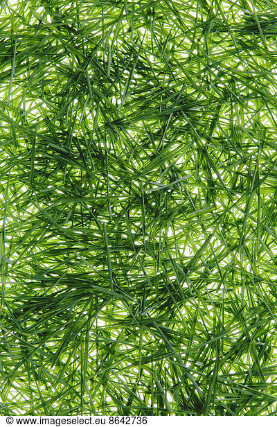 A pile of organic wheatgrass on a white background