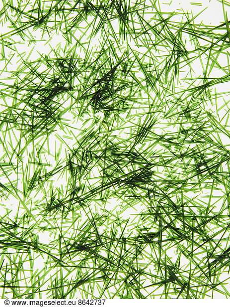 A pile of organic wheatgrass on a white background