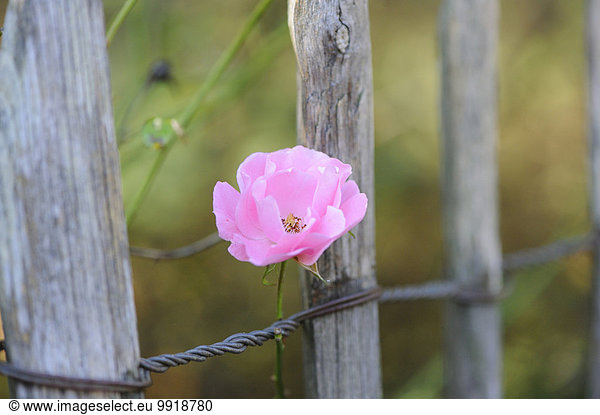 A pink rose growing around a wooden fence  Bavaria  Germany