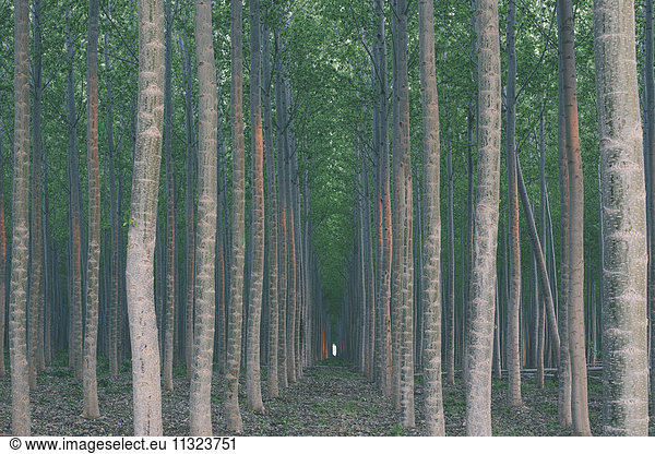 A plantation of poplar trees  a commercial tree farm. Tall straight trunks and vivid green tree canopy.