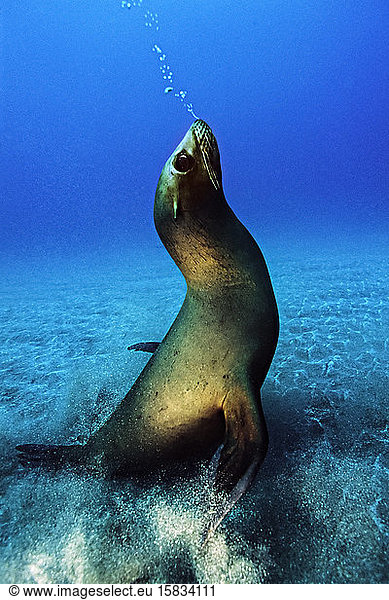 A playful sea lion blowing bubbles to imitate me blowing bubbles.
