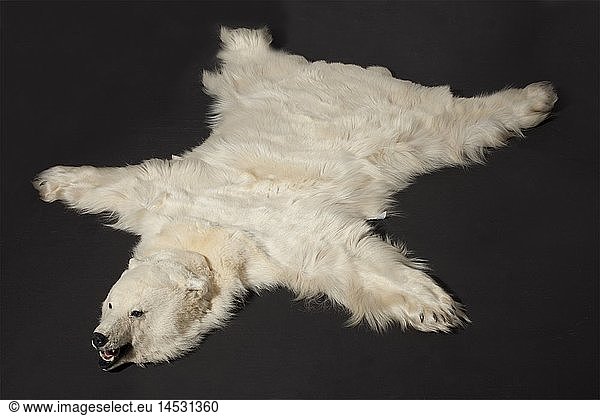 A polar bear's skin  Greenland  20th century. Skin of a polar bear (Ursus maritimus) with three-dimensionally prepared  realistic head. On white textile mat. CITES certification available. Length 227 cm  width 180 cm. Polar bears live in the northern polar region and are close congeners of the brown bear. Together with the Kodiak bear the polar bear is the world's largest terrestrial predator  historic  historical  hunt  hunts  hunting  utensil  piece of equipment  utensils  trophies  object  objects  stills  clipping  clippings  cut out  cut-out  cut-outs