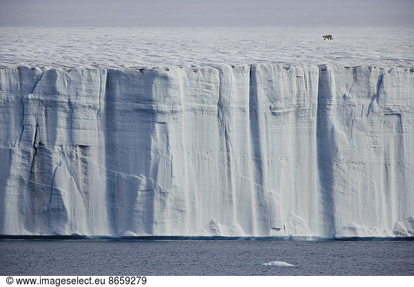 A polar bear Ursus maritimus  striding across the ice.