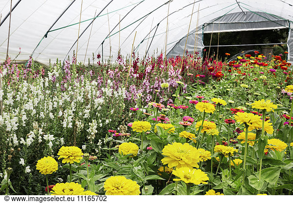 A polytunnel full of flowers  flowering for cutting. An organic flower garden.