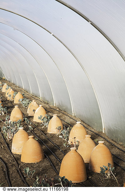 A polytunnel with rows of terracotta cloches protecting plants.