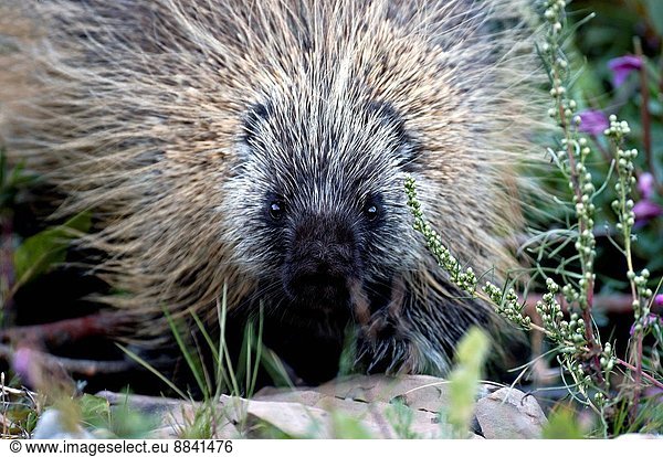 A porcupine head on close up with eye contact.