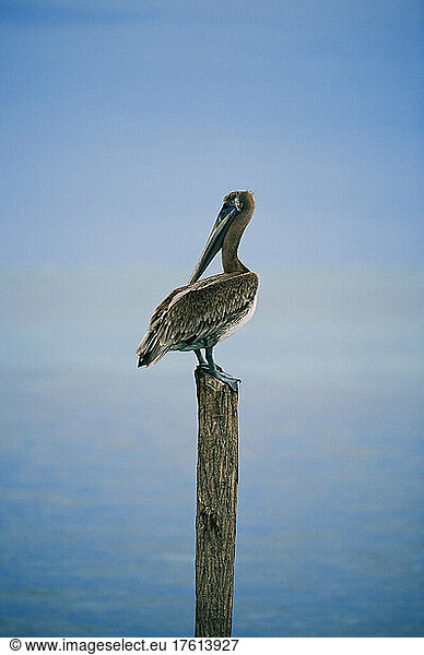 A portrait of a pelican perched on a piling in Cay Caulker.; Cay Caulker Belize.