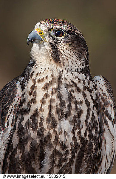 A Portrait of a Sakar Falcon