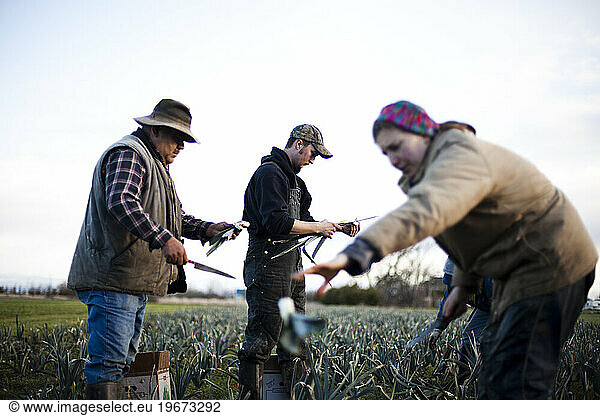 A portrait of a young farmer at an organic farm harvesting leaks.