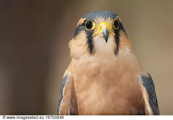 A portrait of an Aplomado falcon