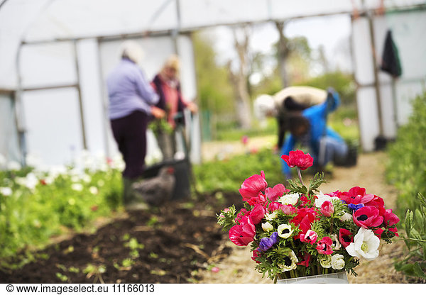 A posy of cut flowers. Three people working in a polytunnel.