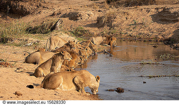 A pride of lions  Panthera leo  crouch down together in a line and drink from a waterhole