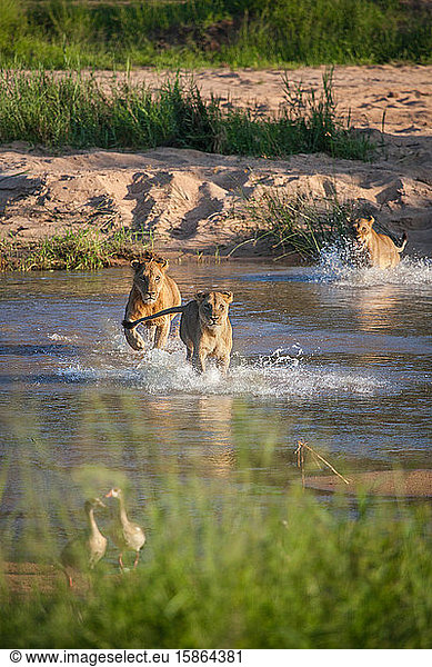 A pride of lions  Panthera leo  run through a river