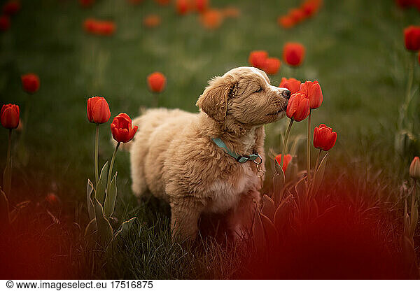 a puppy in a flower field