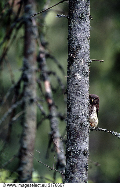 A pygmy owl  Finland.