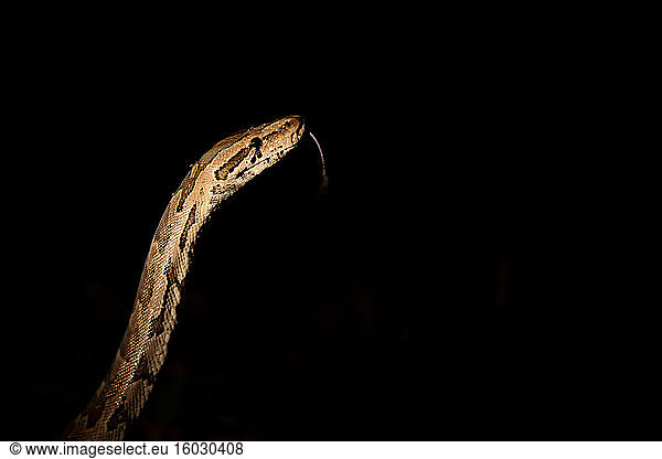 A python snake  Python sebae  rasies its head at night  lit up by spotlight  tongue extended out