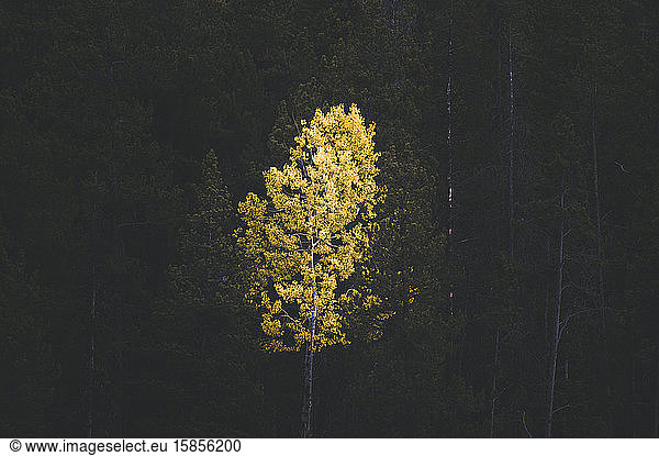 A quacking aspen is illuminated by a ray of light.
