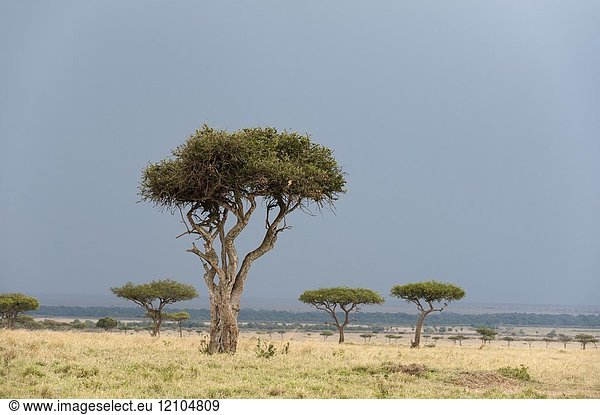 A rainstorm approaching in the Masai Mara plains  Kenya.